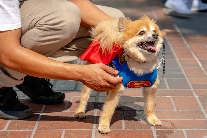 Is it a bird? Is it a plane? No, it’s superdog!